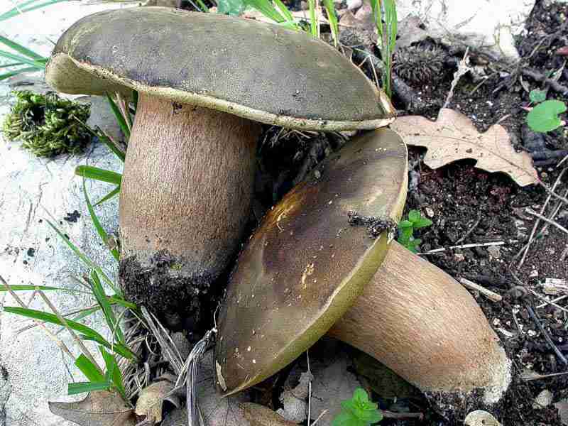  Image name: 42 Porcino.jpg 
 width: 800 pixel 
 height: 600 pixel 
 Size: 51634 bytes 
 Click to enlarge 